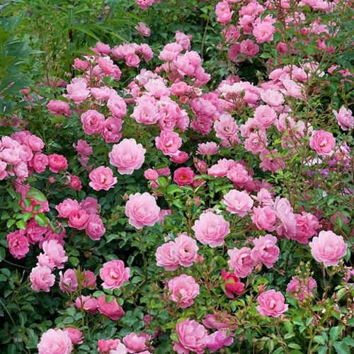 Jasnoróżowy - Róże pienne - z kwiatami bukietowymi - korona krzaczasta